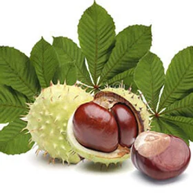 Extracto de castaño de Indias